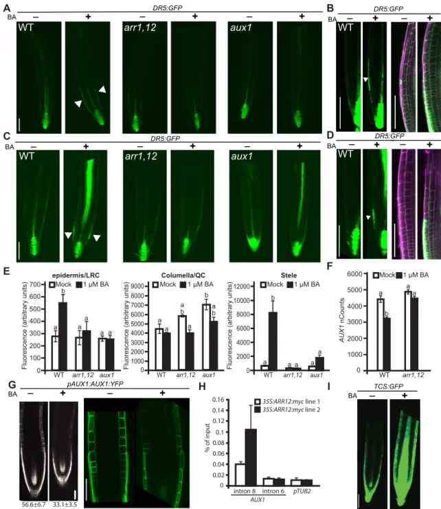 Fig. 6. Cytokinin induction of auxin activity in the root is dependent on type-B ARRs and AUX1