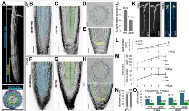 Fig. 1. The nom mutation affects the patterns of symmetric cell divisions in the Arabidopsis root meristem epidermis but not in the underlying cortical tissue