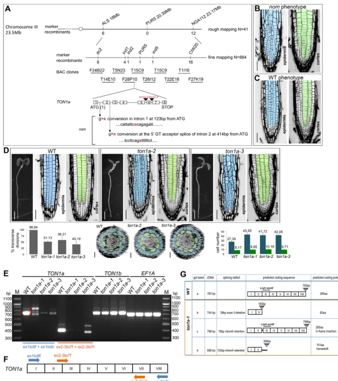 Fig. 2. The nom mutation maps to the TON1a gene and the three ton1a alleles identified are hypomorphic alleles of TON1a
