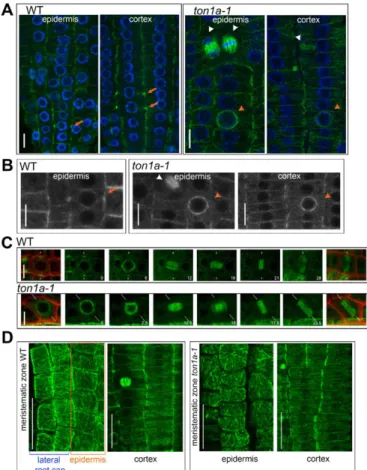 Fig. 3. In the root meristem, TON1a is required to form PPBs in both the epidermis and the cortex but does not control the organisation of interphase microtubules, which differs between the two tissues.