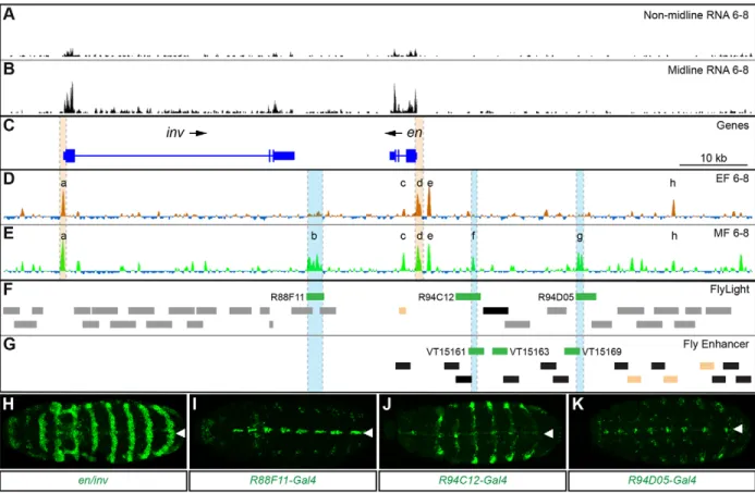 Fig. 3. Midline FAIRE reveals multiple midline enhancers in the inv/en locus. (A-G) UCSC Genome Browser tracks corresponding to the inv/en locus.