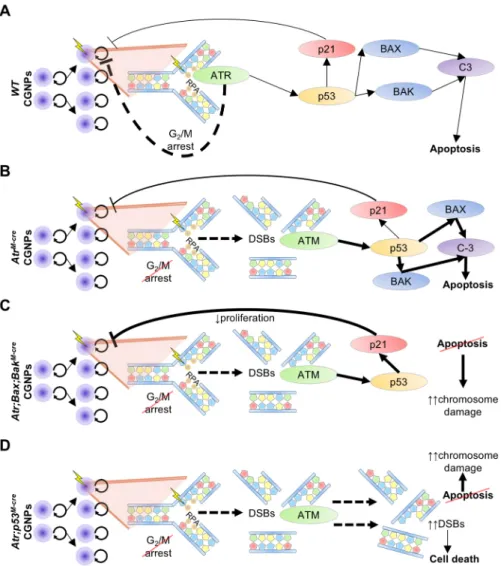 Fig. 7. ATR is required to maintain G2/M checkpoint integrity and prevent apoptosis induced by proliferation-associated DNA damage