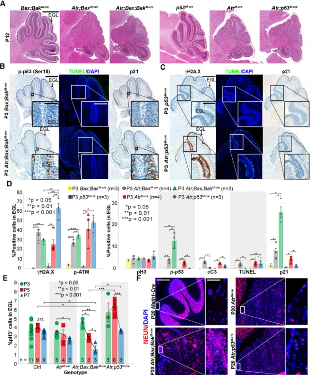 Fig. 2. Co-deletion of Bax and Bak, but not p53, blocks cell death in ATR-deficient CGNPs
