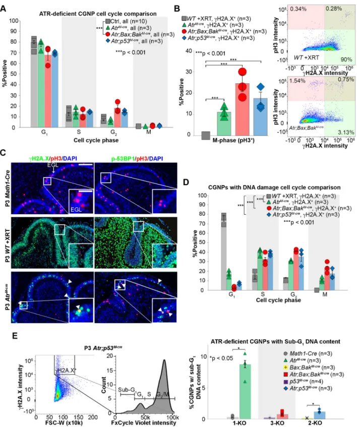 Fig. 3. Increased DNA damage and inappropriate mitotic entry in Atr-deleted CGNPs. (A) FACS analysis without subsetting for γH2A.X on CGNPs from P3 mice of the indicated genotypes