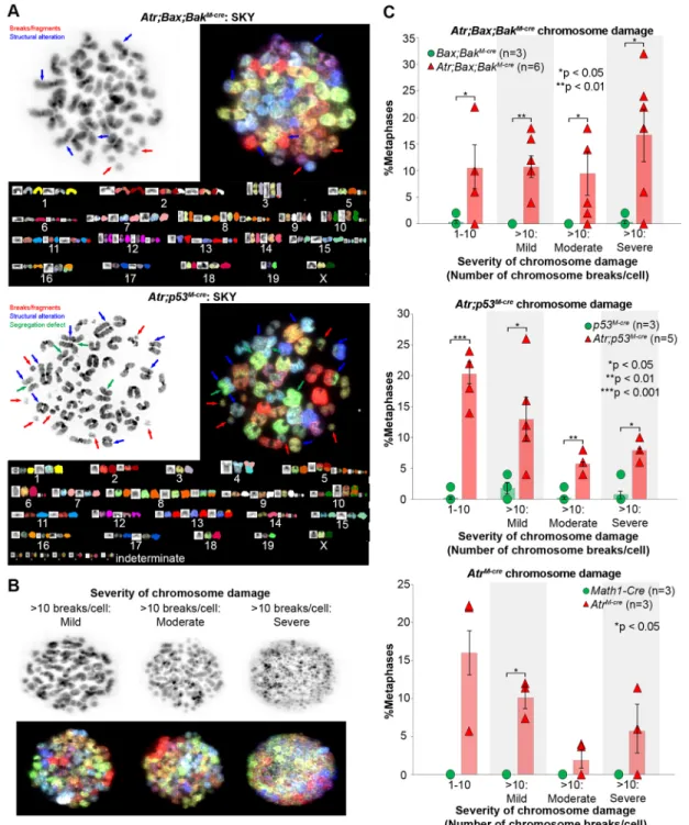 Fig. 4. Atr deletion compromises the chromosome integrity of proliferating CGNPs. (A) Metaphase chromosome spread and SKY analysis on Atr;Bax;