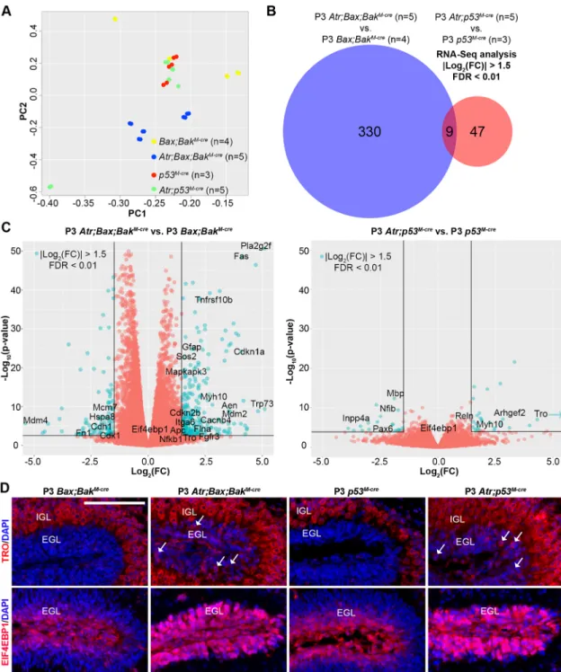 Fig. 5. The p53 pathway controls the CGNP transcriptomic response to Atr deletion. (A) PCA on gene expression of CGNPs from P3 mice of the indicated genotypes, as determined by RNA-Seq