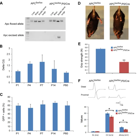 Fig. 1. Apc lox/lox ;P0-Cre mice exhibit hindlimb weakness and impaired axonal conduction in the sciatic nerve