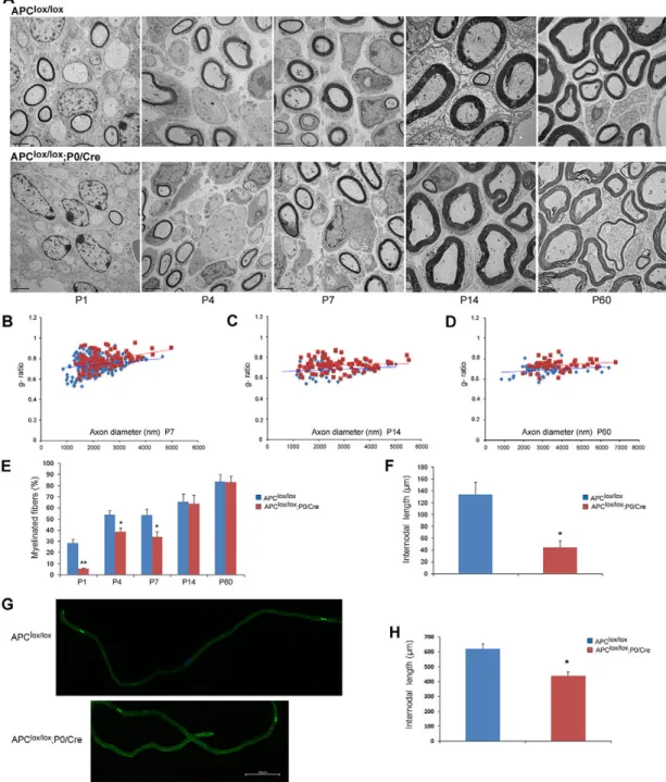 Fig. 2. Loss of APC disrupts PNS myelination. The sciatic nerves of Apc lox/lox ;P0-Cre mutant and Apc lox/lox control mice were analyzed by electron microscopy (EM)