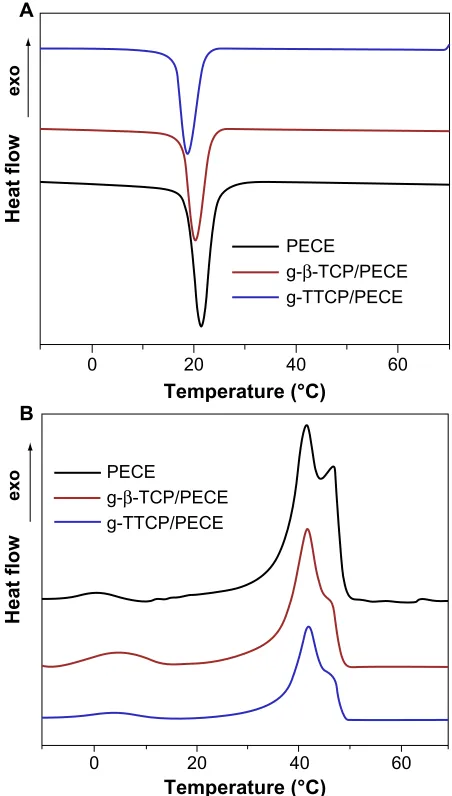 Figure 5 Dsc profiles for PECE, g-β-TcP/Pece, and g-TTcP/Pece hydrogel composites. (A) DSC thermograms recorded from the first cooling cycle