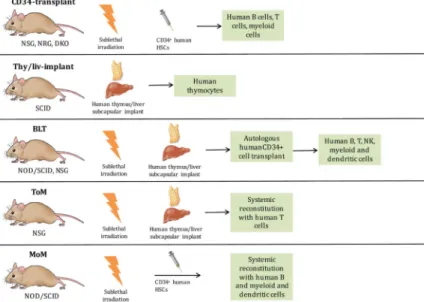 Figure 1. Humanized mice for HIV research