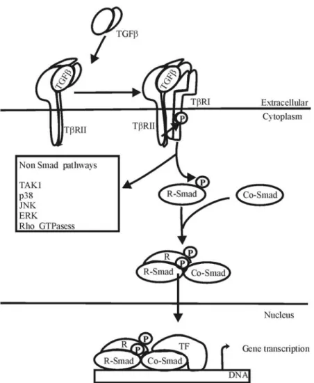 Figure 1. Overview of the TGF‐ signaling. TGF‐homodimer binds to TRII receptor resul ng in  recruitment and phosphoryla on of TRI receptor. Subsequently, TRI phosphorylates receptor  regulated Smads (R‐Smads), which then can associate with the common