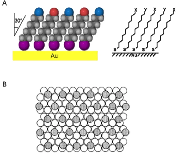 Figure 1-1. Representation of self-assembled monolayer (SAM) of alkanethiolates on the  surface of gold