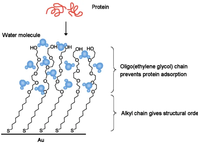 Figure 1-8. Structure of inert SAMs.The oligo(ethylene glycol) groups prevent the adsorption  of protein and the alkyl chains provide structural order