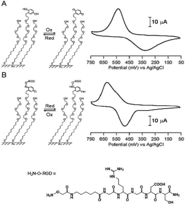 Figure 1-10. Cyclic voltammogram characterization of the electroactive monolayers. Mixed  monolayer of alkanethiolates presenting hydroquinone (50 %) and tetra(ethylene glycol)  (50 %) groups on gold was used as working electrode