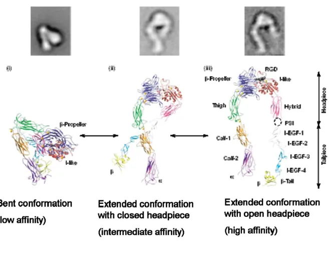 Figure 2-1. Global and local integrin conformational changes associated with affinity  regulation