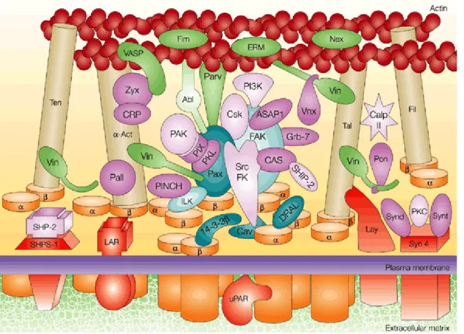 Figure 2-2. Schematic diagram showing the complexity of the cell-ECM adhesion  interaction