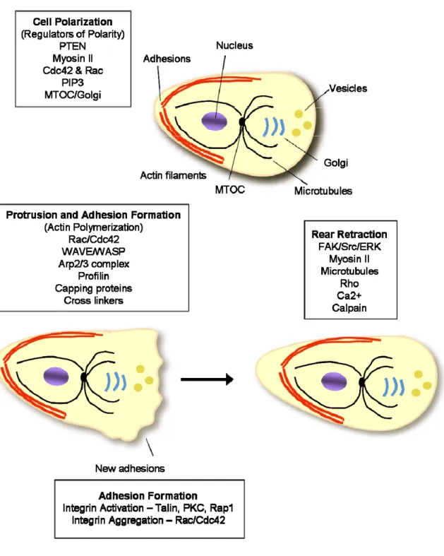 Figure 2-3. Steps in cell migration and the components for regulation of polarity. This figure  is adapted and modified from the reference 7
