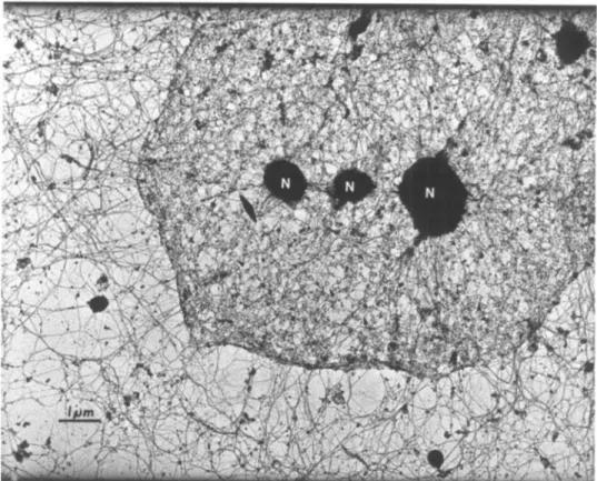Figure 1. The nuclear lamina and cytoskeleton are highly interconnected