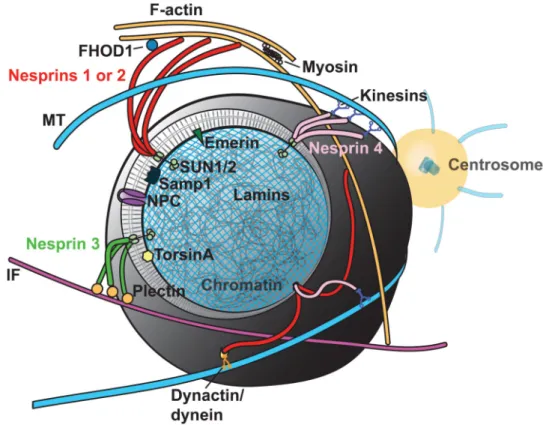 Figure 2. LINC complexes tether the nucleus
