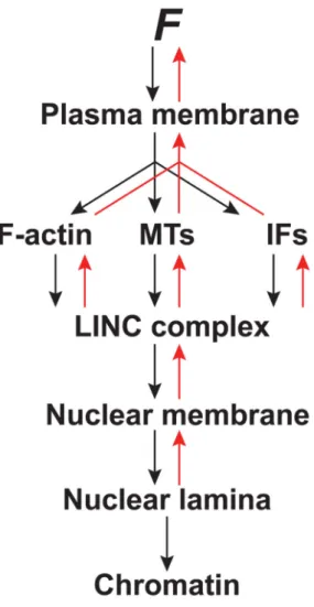 Figure 3. Force transduction to the nucleus and back