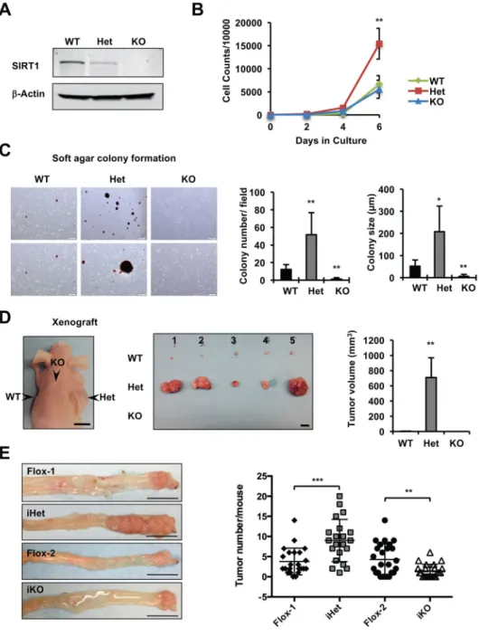 Figure 1. Dosage-dependent effects of SIRT1 on cell proliferation and tumorigenesis (A) Immortalized Sirt1 wild-type (WT), heterozygous (Het), and knockout (KO) MEFs.