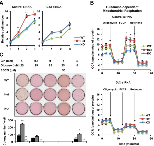 Figure 3. Haploinsufficiency of Sirt1 promotes proliferation and colony formation through  enhanced glutamine metabolism