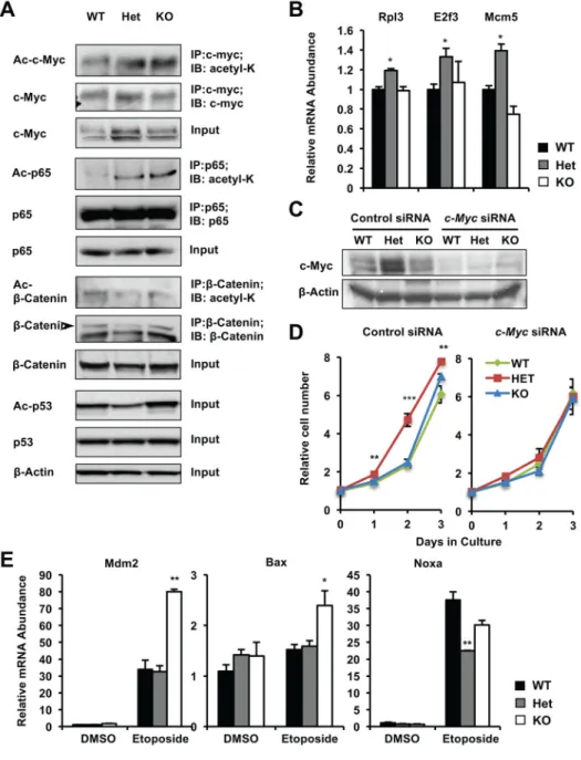 Figure 5. SIRT1 haploinsufficiency induces hyper-proliferation through c-Myc