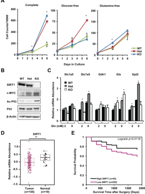 Figure 7. Reduced expression of SIRT1 is associated with enhanced colorectal adenocarcinoma  cell proliferation, colon cancer development, and poor prognosis in humans