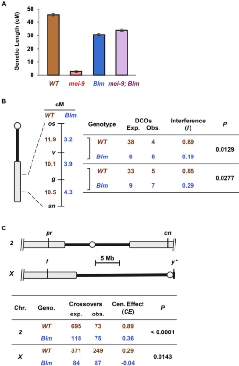 Figure 1. Crossover patterning is lost in Blm mutants