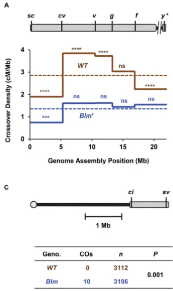 Figure 2. Intrachromosomal effects of loss of crossover patterning