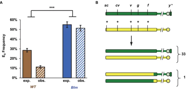 Figure 3. Loss of interchromosomal crossover patterning in Blm mutants