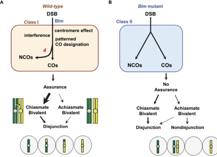 Figure 4. Crossover patterning promotes proper disjunction