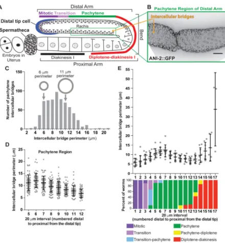 Figure 1. Intercellular bridges in the C. elegans germline are dynamic and regulated across  meiotic stages