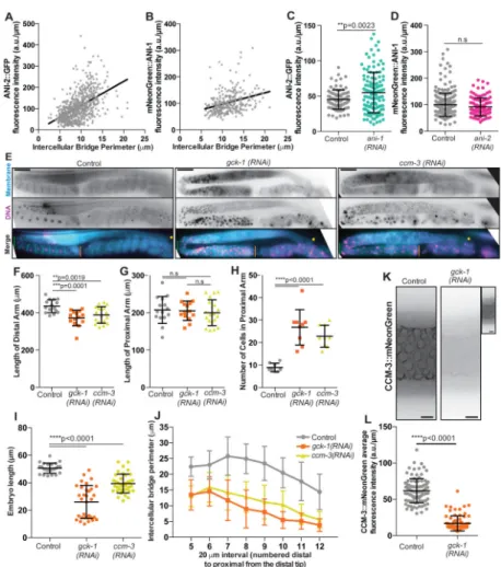 Figure 2. Intercellular bridge regulation by known (ANI-1 and ANI-2) and novel (GCK-1 and  CCM-3) players