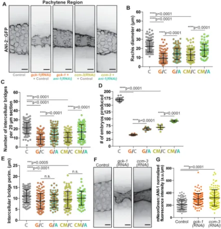 Figure 3. GCK-1 and CCM-3 depletion germline phenotypes are dependent on ANI-1
