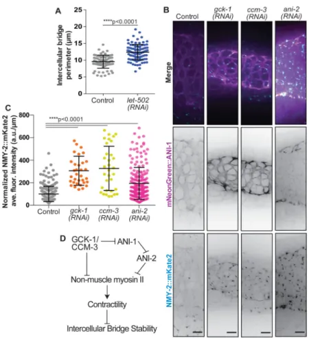 Figure 4. GCK-1, CCM-3, and ANI-2 regulate NMY-2 localization at intercellular bridges (A) Intercellular bridge size in control (n=70 bridges) and let-502(RNAi) (n=95) germlines