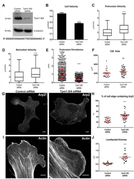 Figure 2. RNAi-mediated silencing of Tpm1.8/9 results in reduced in cell speed and lamellipodial  persistence and leads to an increase of Arp2/3 accumulation at the cell periphery and (See also  Figure S3)