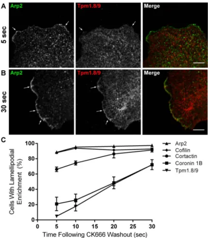 Figure 3. Sequence of appearance of other actin binding proteins following activation of the  Arp2/3 complex