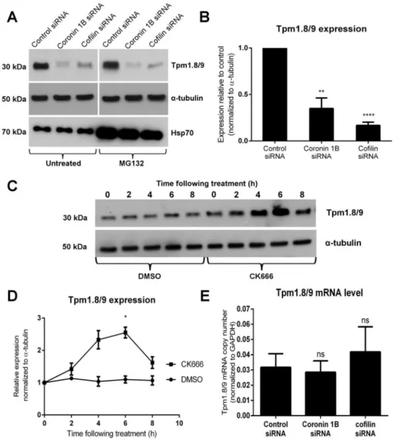 Figure 4. In the absence of coronin 1B or cofilin, Tpm1.8/9 protein levels are reduced while  conversely, inhibition of Arp2/3 with CK666 leads to an increase in Tpm1.8/9 protein (see also  Figures S2 and S4)