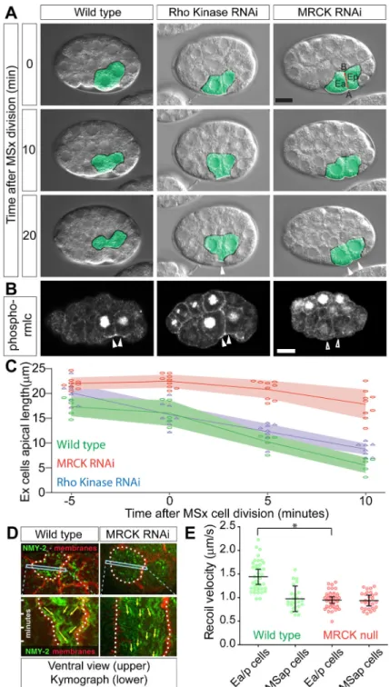 Figure 1. MRCK-1 and Rho Kinase are required for early gastrulation movements in C. elegans,  and MRCK-1 regulates apical myosin