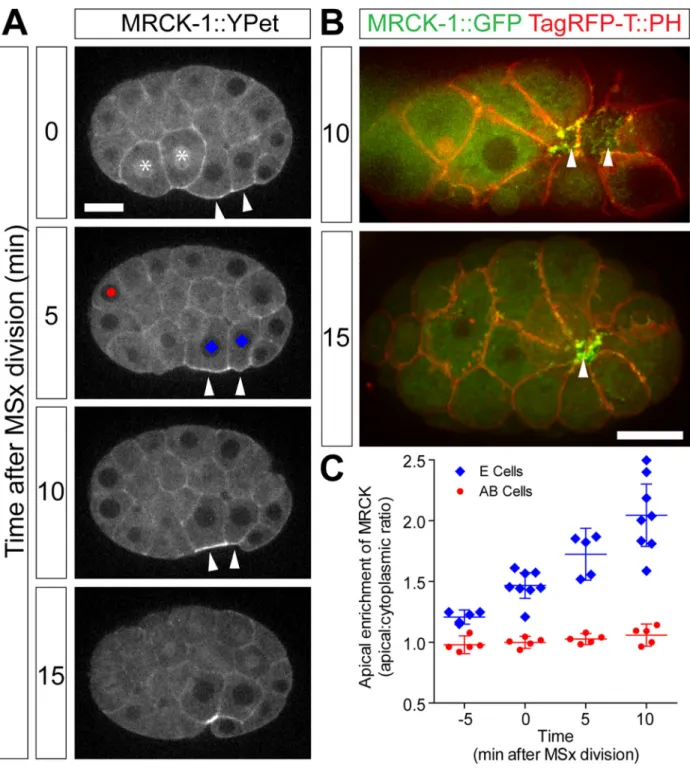 Figure 2. MRCK-1 accumulates apically in endoderm precursor cells during gastrulation