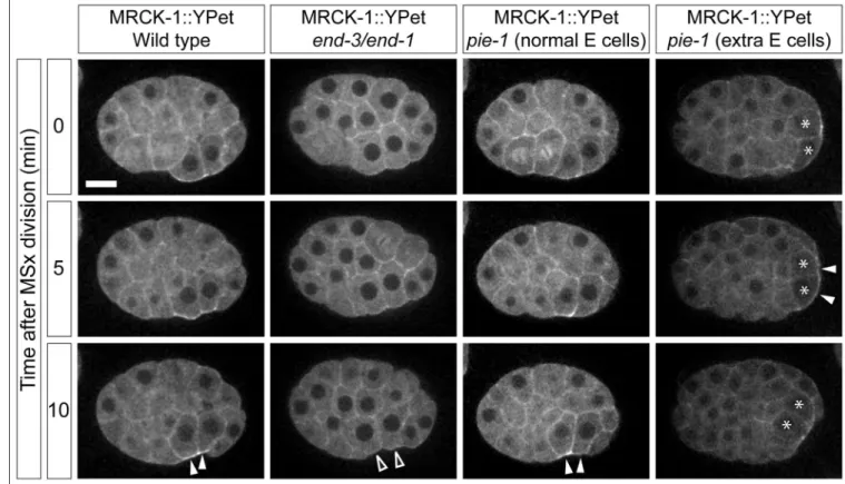 Figure 3. Cell fate specification mechanisms regulate MRCK-1 accumulation. See also Figure S3  and Movie S3