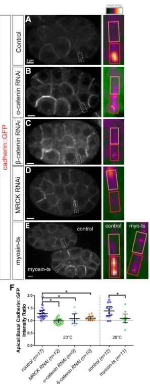 Figure 6. Myosin II activity is required for apical enrichment of HMR-1/cadherin-GFP in  apically constricting cells