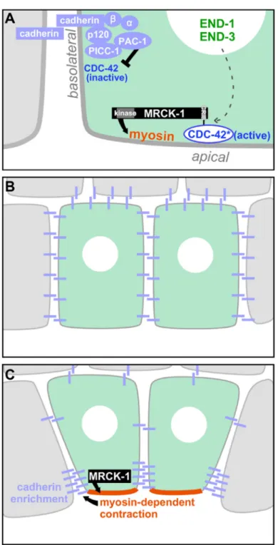 Figure 7. Model: An outline of how the force-producing mechanisms that drive apical  constriction in vivo are spatially regulated