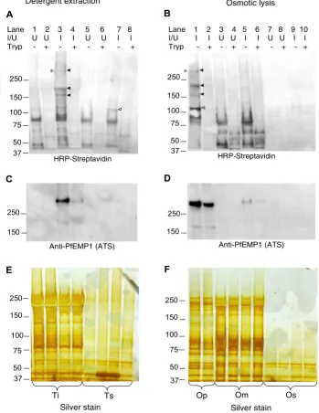 Figure 1P. falciparum material (from (empty arrowhead highlights a ~110 kDa Triton-soluble, infected erythrocyte-specific, trypsin-sensitive biotinylated protein Detergent and osmotic lysis extracts of biotinylated PESAsDetergent and osmotic lysis extracts