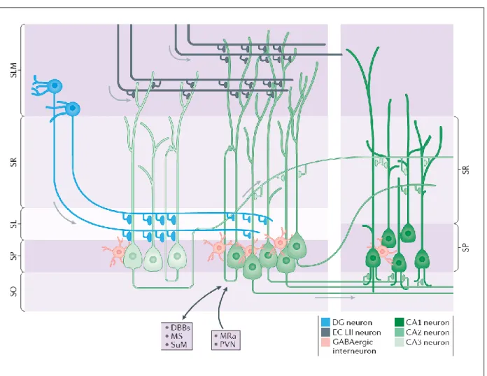Figure 1.1: Anatomical Connectivity of Hippocampal Area CA2. CA2 pyramidal cells receive an  array of intra- and extra-hippocampal inputs and, in turn, send the majority of their axon collaterals to  the basal dendrites of CA1 pyramidal cells located in st
