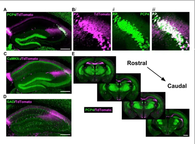 Figure 2.1: Expression of the Cre indicator, tdTomato, in Amigo2-icreERT2+; ROSA-