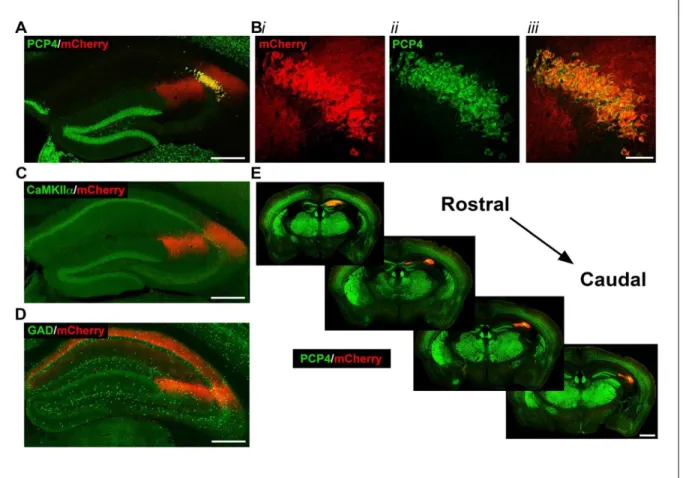 Figure 2.2: Selective expression of hM3Dq-mCherry-tagged DREADD receptors in CA2  pyramidal cells of Amigo2-icreERT2+ mice