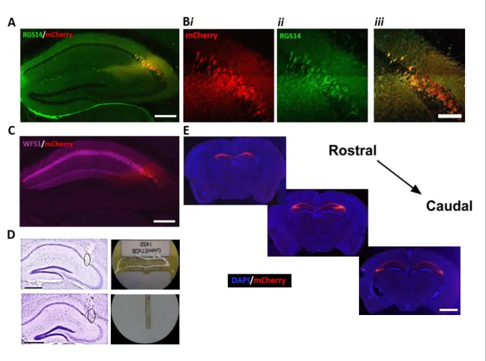 Figure 2.3: Selective expression of hM4Di-mCherry-tagged DREADD receptors in CA2 pyramidal  cells of Amigo2-icreERT2+ mice
