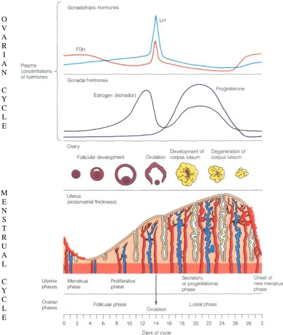 FIGURE 1.3  Correlation  between hormonal levels and cyclical ovarian and uterine  changes [219]  O V A R  I  A N  C Y C L  E  M E N S  T R U A L  C Y C L  E 